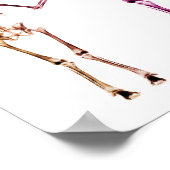 POSTER - X-RAY SKELETON FAMILIE WHITE ORIGINAL (Hoek)