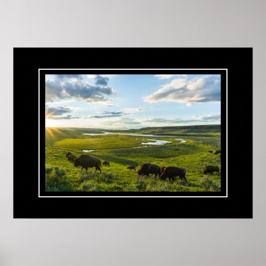 Poster Yellowstone Buffalo (Voorkant)