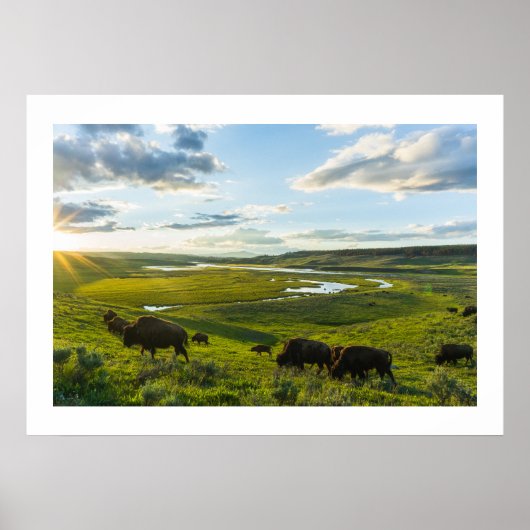 Poster Yellowstone Buffalo (Voorkant)