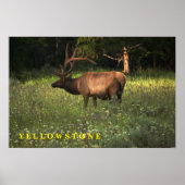 Poster Yellowstone Elk (Voorkant)
