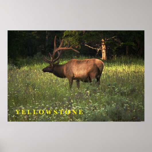 Poster Yellowstone Elk (Voorkant)