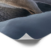 Poster Yellowstone Wolf (Hoek)