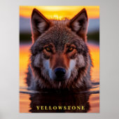 Poster Yellowstone Wolf (Voorkant)