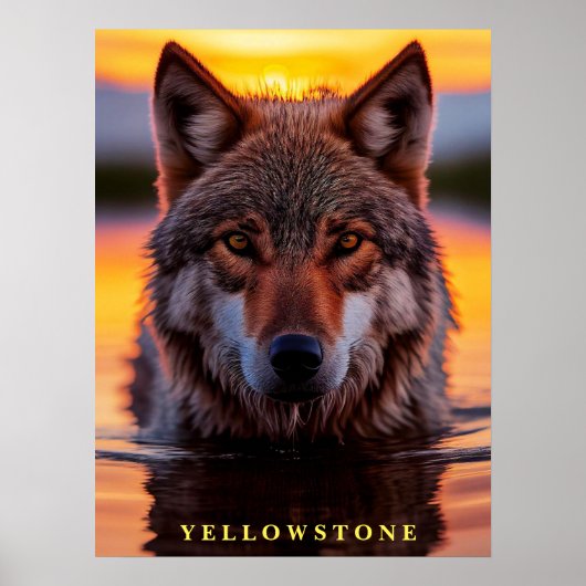 Poster Yellowstone Wolf (Voorkant)