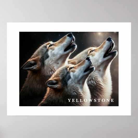 Poster Yellowstone Wolves (Voorkant)