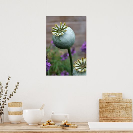 Poster zaadpotigen (Keuken)