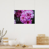 Poster Zachte Roze Rozen  (Keuken)