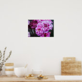 Poster Zachte Roze Rozen (Keuken)