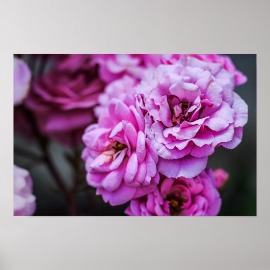 Poster Zachte Roze Rozen (Voorkant)