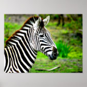 Poster zebra-profiel (Voorkant)