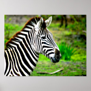 Poster zebra-profiel
