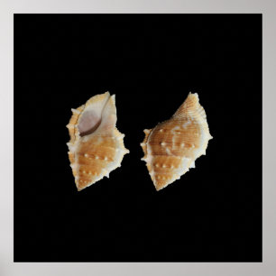 Poster zeeschelpen