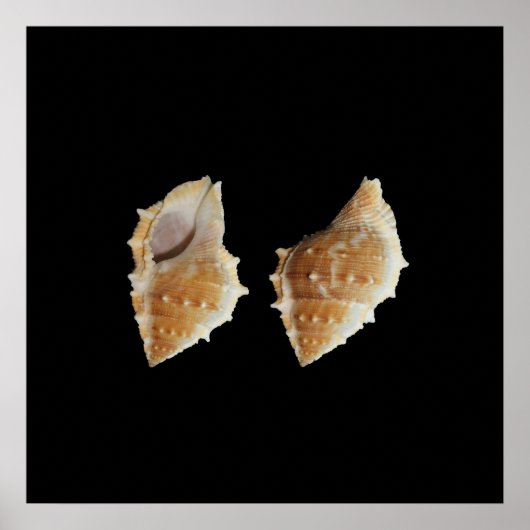 Poster zeeschelpen (Voorkant)