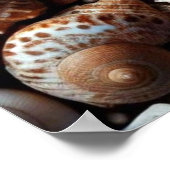Poster zeeschelpen (Hoek)