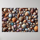 Poster zeeschelpen (Voorkant)