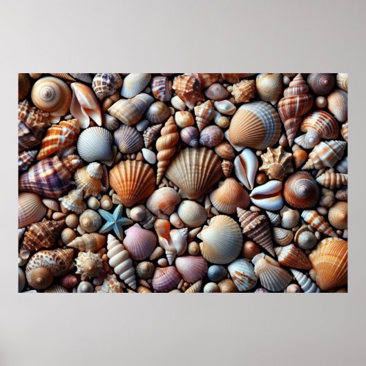 Poster zeeschelpen (Voorkant)