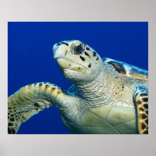 Poster Zeeschildpad (Voorkant)