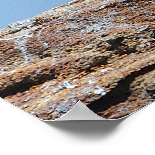 Poster zeevogels (Hoek)