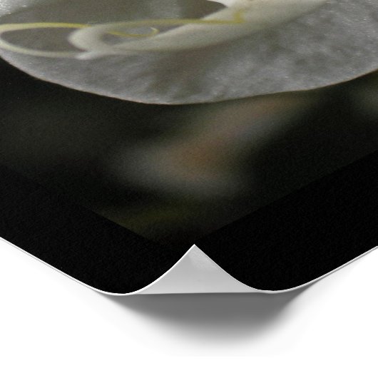 Poster Zijderorchidee Floral Fotografie (Hoek)