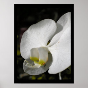 Poster Zijderorchidee Floral Fotografie