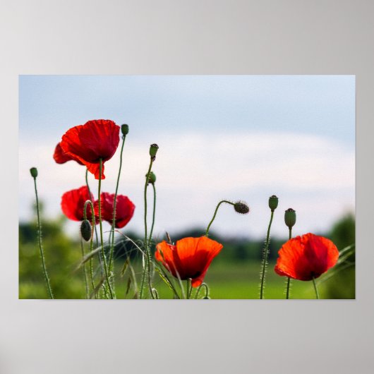 Poster - Zonachterlicht Wilde Klaprozen (Voorkant)