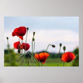 Poster - Zonachterlicht Wilde Klaprozen
