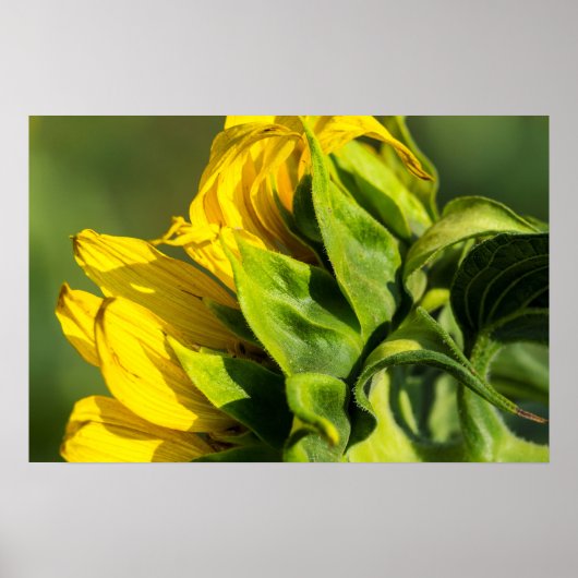 Poster - Zonnebloem Achteraanzicht (Voorkant)