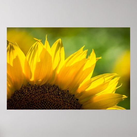 Poster Zonnebloem Bloem Natuur Fotografie (Voorkant)