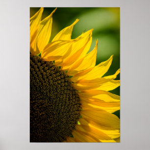 Poster Zonnebloem Bloem Natuur Fotografie
