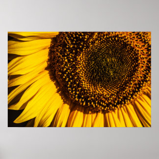 Poster - Zonnebloem Close-up