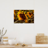 Poster Zonnebloem Elegantie (Keuken)