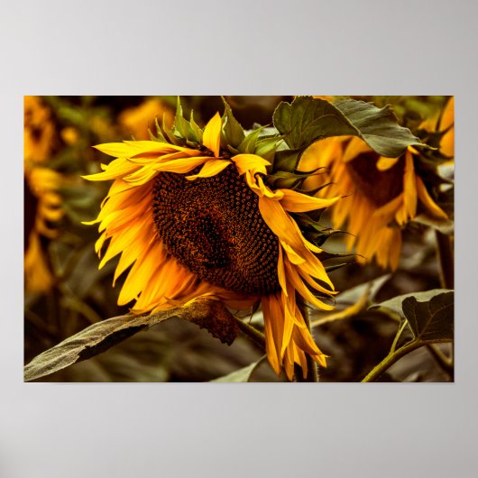 Poster Zonnebloem Elegantie (Voorkant)