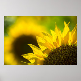Poster Zonnebloem Elegantie