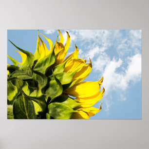 Poster - Zonnebloem En Lucht