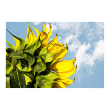 Poster - Zonnebloem En Lucht