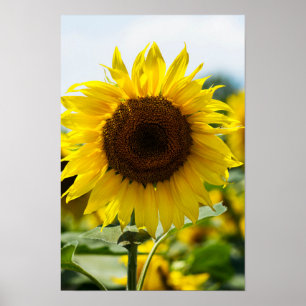 Poster - Zonnebloem Geïsoleerd