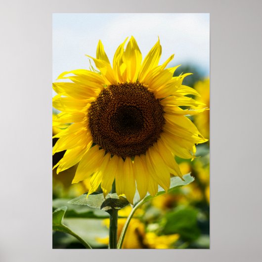 Poster - Zonnebloem Geïsoleerd (Voorkant)