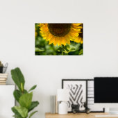 Poster Zonnebloem in bloei Fotografie (Thuiskantoor)