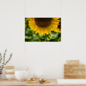 Poster Zonnebloem in bloei Fotografie (Keuken)