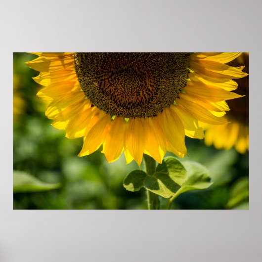 Poster Zonnebloem in bloei Fotografie (Voorkant)