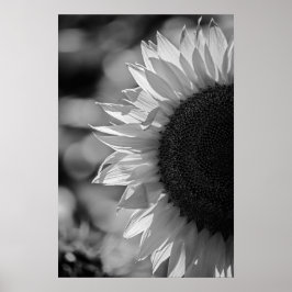 Poster Zonnebloem In Het Veld BW