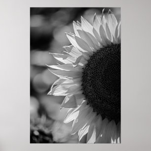 Poster Zonnebloem In Het Veld BW