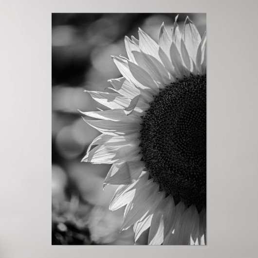 Poster Zonnebloem In Het Veld BW (Voorkant)