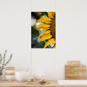 Poster Zonnebloem Met Regendruppels Foto (Keuken)