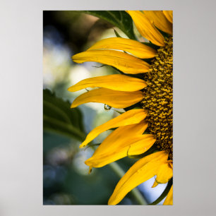 Poster Zonnebloem Met Regendruppels Foto
