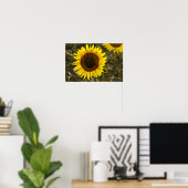 Poster Zonnebloem Op Het Veld Foto (Thuiskantoor)