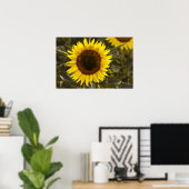 Poster Zonnebloem Op Het Veld Foto (Thuiskantoor)