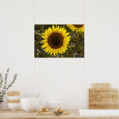 Poster Zonnebloem Op Het Veld Foto (Keuken)