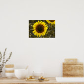 Poster Zonnebloem Op Het Veld Foto (Keuken)