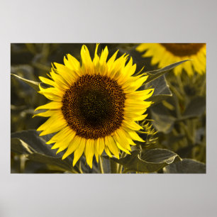 Poster Zonnebloem Op Het Veld Foto